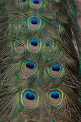 Pattern on peacock feathers