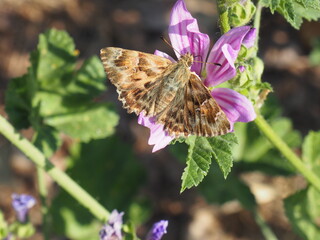 vista lateral y superior de mariposa color marrón sobre una flor de tonos rosa, lérida, españa, europa