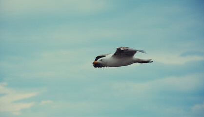 seagull in flight