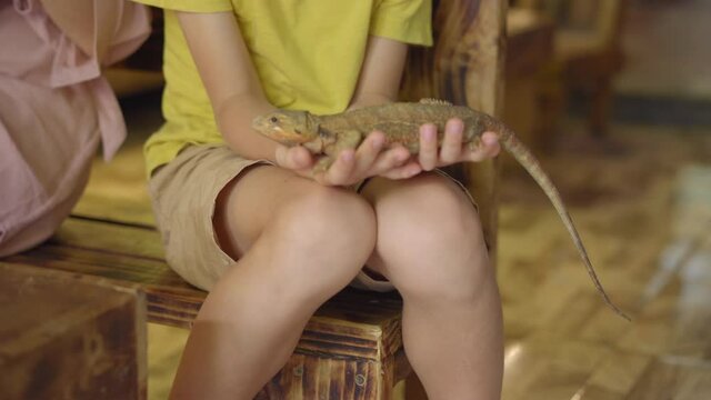 A woman and her little son visit a cafe with exotic animals. Cafe where you can contact with animals. They touch a lizard