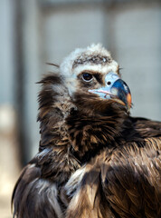 Portrait Big Griff Black Aegypius monachus closeup. Large raptorial bird also known as the black vulture, monk vulture, or Eurasian black vulture.