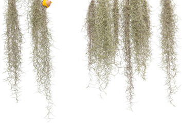 Spanish moss isolate on white background. Clipping path. - 439006734