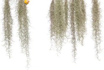 Foto op Canvas Spanish moss isolate on white background. Clipping path. © krsprs