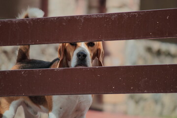 Perro raza Beagle tras una valla de madera