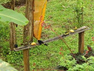 Tangara Mindo Ecuador 