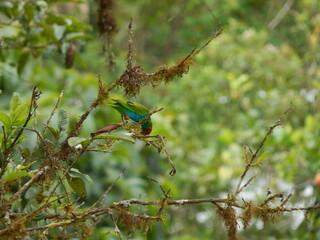Tangara Mindo Ecuador 