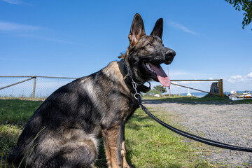 A dog portrait of a happy six months old German Shepherd puppy in green grass. Working line breed. Blue sky in the background