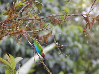 Tangara Mindo Ecuador 