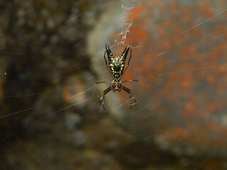 Araña Mindo Ecuador 