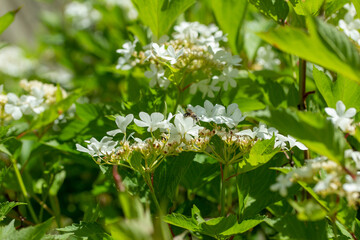 Full frame abstract texture background of flower blossoms and buds on a compact cranberry (viburnum trilobum) bush with defocused background