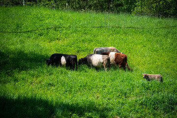 Cows in a green field