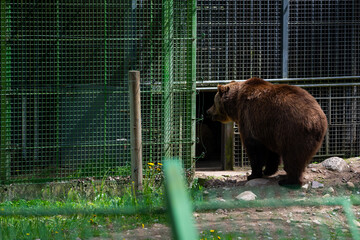 brown bear close - up. The brown bear is standing by a metal cage.