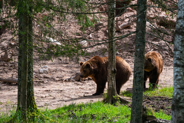 Brown bears in the forest up close. Wildlife scene from spring nature. Wild animals in the natural habitat
