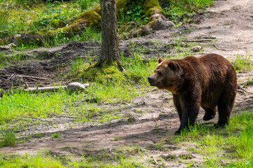 Plakat Brown bear in the forest up close. Wildlife scene from spring nature. Wild animal in the natural habitat
