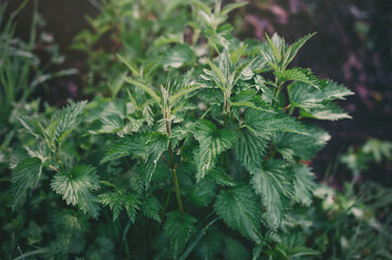 Bush of stinging-nettles. Nettle leaves. Side view. Green nature background. Greenery common nettle.