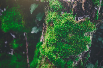 Green moss growing on a tree. ow with macro view. Rocks full of the moss texture in nature for wallpaper, soft focus.