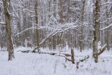 Wintertime landscape of snowy deciduous tree stand