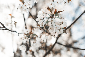 Tree flowers in soft pink pastel color in full bloom on a branch in the garden. Beautiful white floral background wallpaper. Blossoming tree branch, close-up.