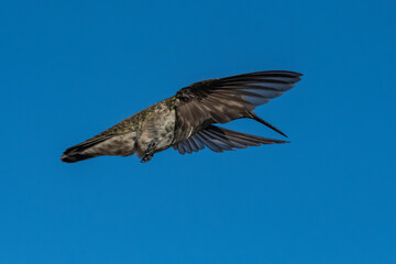  Anna's Hummingbird (Calypte Anna) in Flight Peering Through Her Transparent Wing