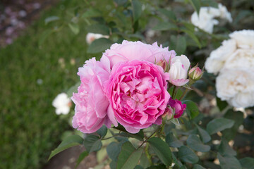 Pink roses blooming in the park. Closeup view of Rosa Winchester Cathedral flowers of pink petals, blossoming in the garden.