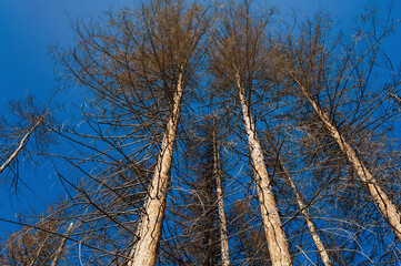 Pine tree wood eroded in wormholes suffers from bark beetle infection. Pine background. Bottom view.