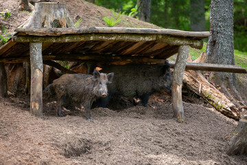 Wild boar, sus scrofa,Big adult wild boar looking for food.Big wild boar in natural environment
