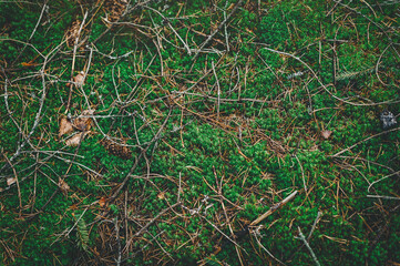 Dense and lush forest moss growing on forest land. Green moss background