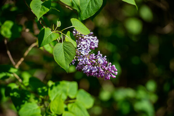 Blossoming pink and purple lilac branch background, copyspace, selective focus, toned, 9 May, Mother's Day postcard concept