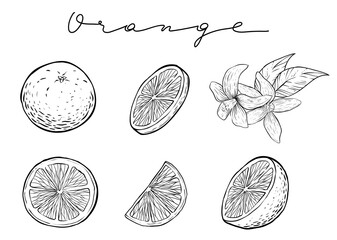 Oranges set, hand drawn vector, monochrome