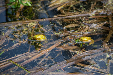 Small green pool frog floating and swimming in a pond in the water staring at the camera. Top view. Bird eye view.