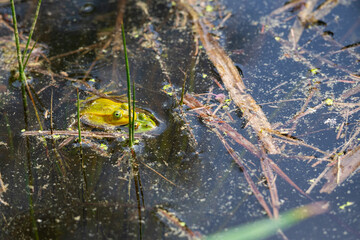 Group of marsh frogs in the green pond's water among yellow water-lily's leaves during mating season in springtime