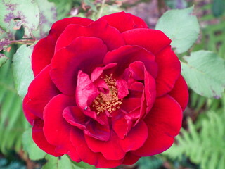 Czerwony kwiat róży - Ostrowiec Świętokrzyski . Red rose flower .
