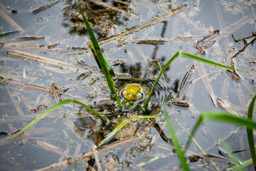 Closeup of two mating green frogs