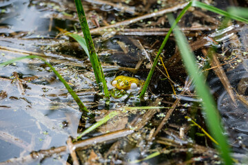 Closeup of two mating green frogs