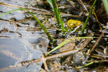 Closeup of two mating green frogs