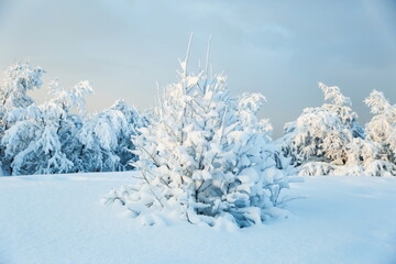 wonderful winter landscape on a sunny day.