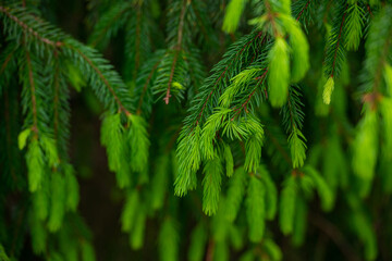 young branches of a spruce tree. blooming spruce. spruce in spring. close up. selective focus. copy space