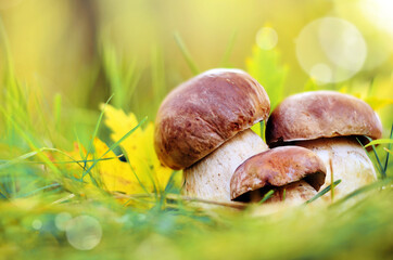 White mushrooms in the woods, on a background of leaves.
