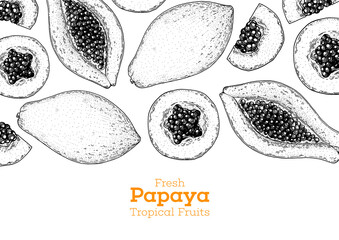 Papaya fruit hand drawn sketch design. Vector illustration. Design, package, brochure illustration. Packaging design. Hand drawn papaya fruits design template. Organic fresh food vector illustration.