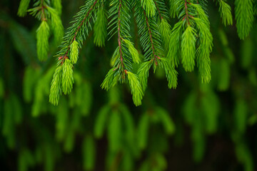 young branches of a spruce tree. blooming spruce. spruce in spring. close up. selective focus. copy space