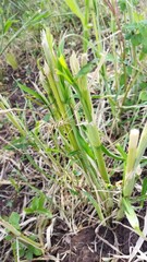 Close up of green grass in the ground
