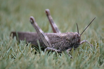 Saltamonte marr&oacute;n en el c&eacute;sped al aire libre. Insecto salvaje