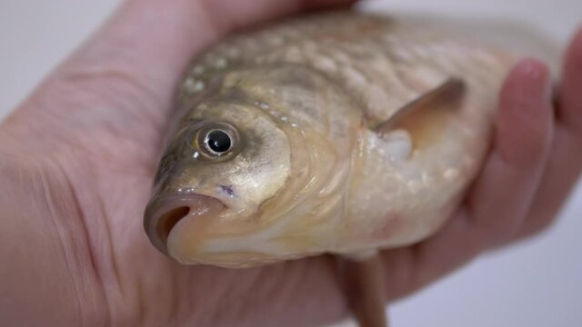 Fisherman Hands are Holding a Large Live River Crucian Carp. Fresh fish with an open mouth. Carp or crucian carp. Crucian carp covered with mucus and scales. Fish catch on dinner. Zoom. Slow motion.