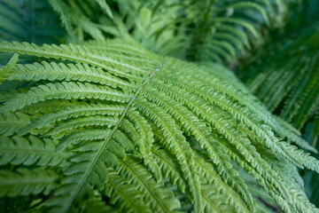 Straußenfarn Nahaufnahme.Onocleaceae.