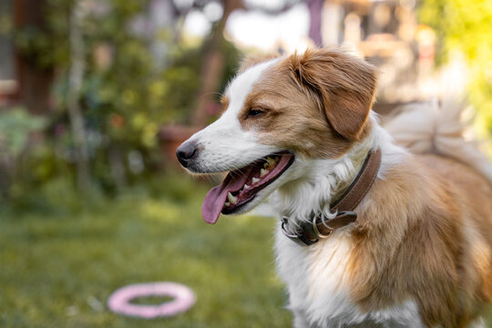 Shelter Dog" Images – Browse 1,828 Stock Photos, Vectors, and Video | Adobe  Stock