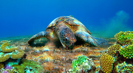 underwater turtle eating at the bottom