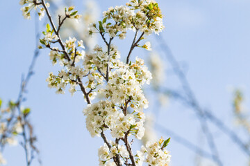 blossoms booming in the springtime