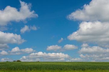 Green wheat field and blue cloudy sky. Agricultural landscape.