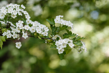 White flowers of Crataegus almaatensis in spring time