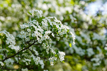 White flowers of Crataegus almaatensis in spring time